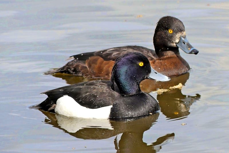 CCTV Duck River ¿estafa o fiable? – Cómo funciona un round en la práctica